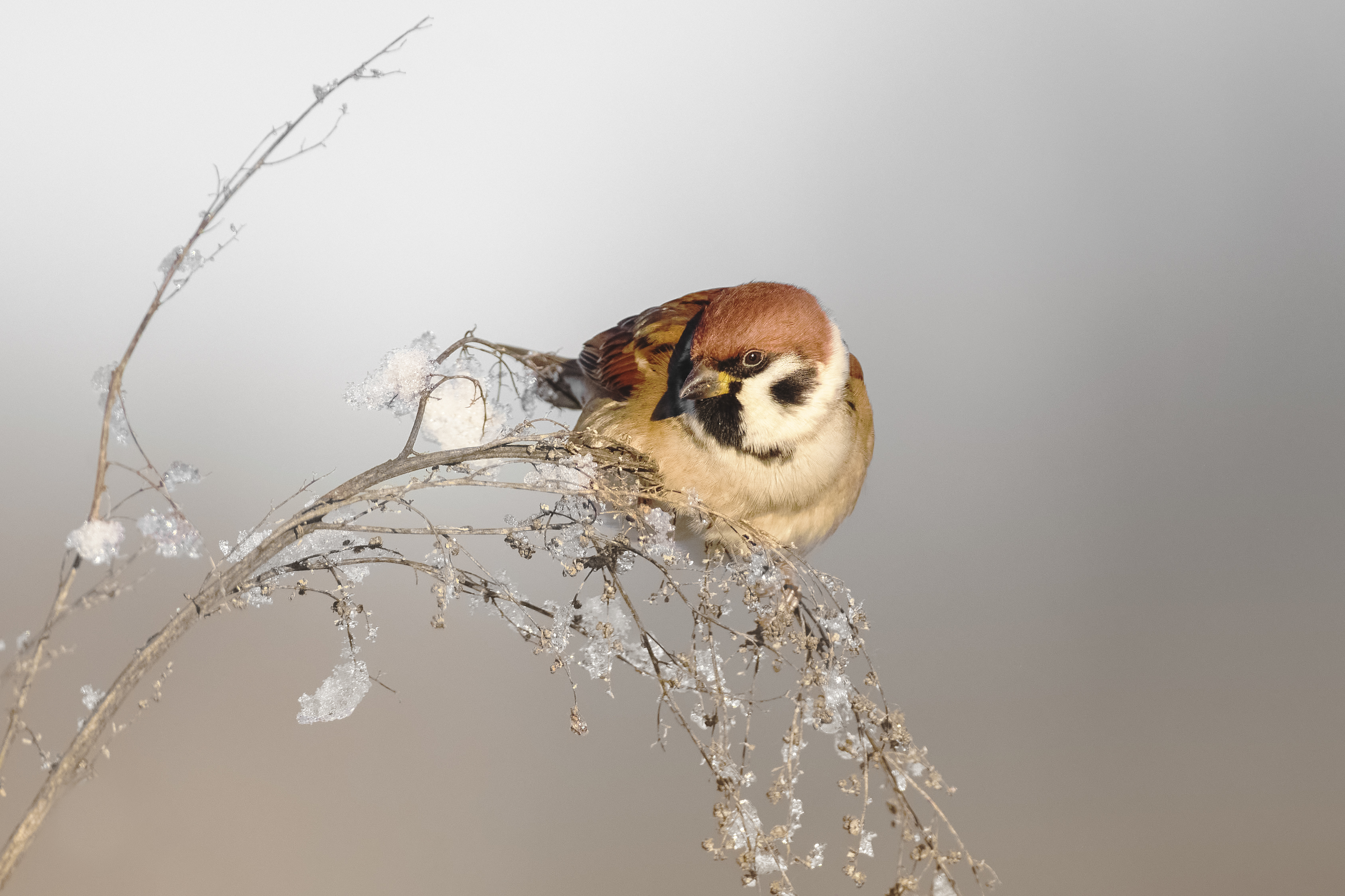 полевой воробей, tree sparrow, Passer montanus, птица, дикая природа, sparrow, птицы России, birdwatching, nature, wildlife photography, close-up bird, Полина Шальнева