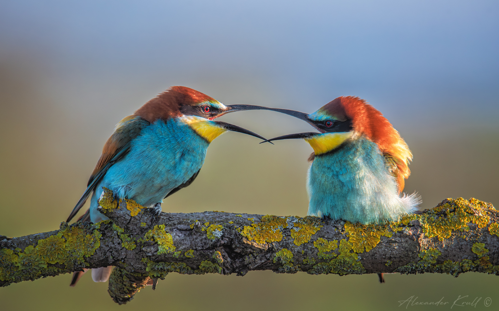 щурка, золотистая щурка, пчелоедка, merop apiaster, Круль Александр