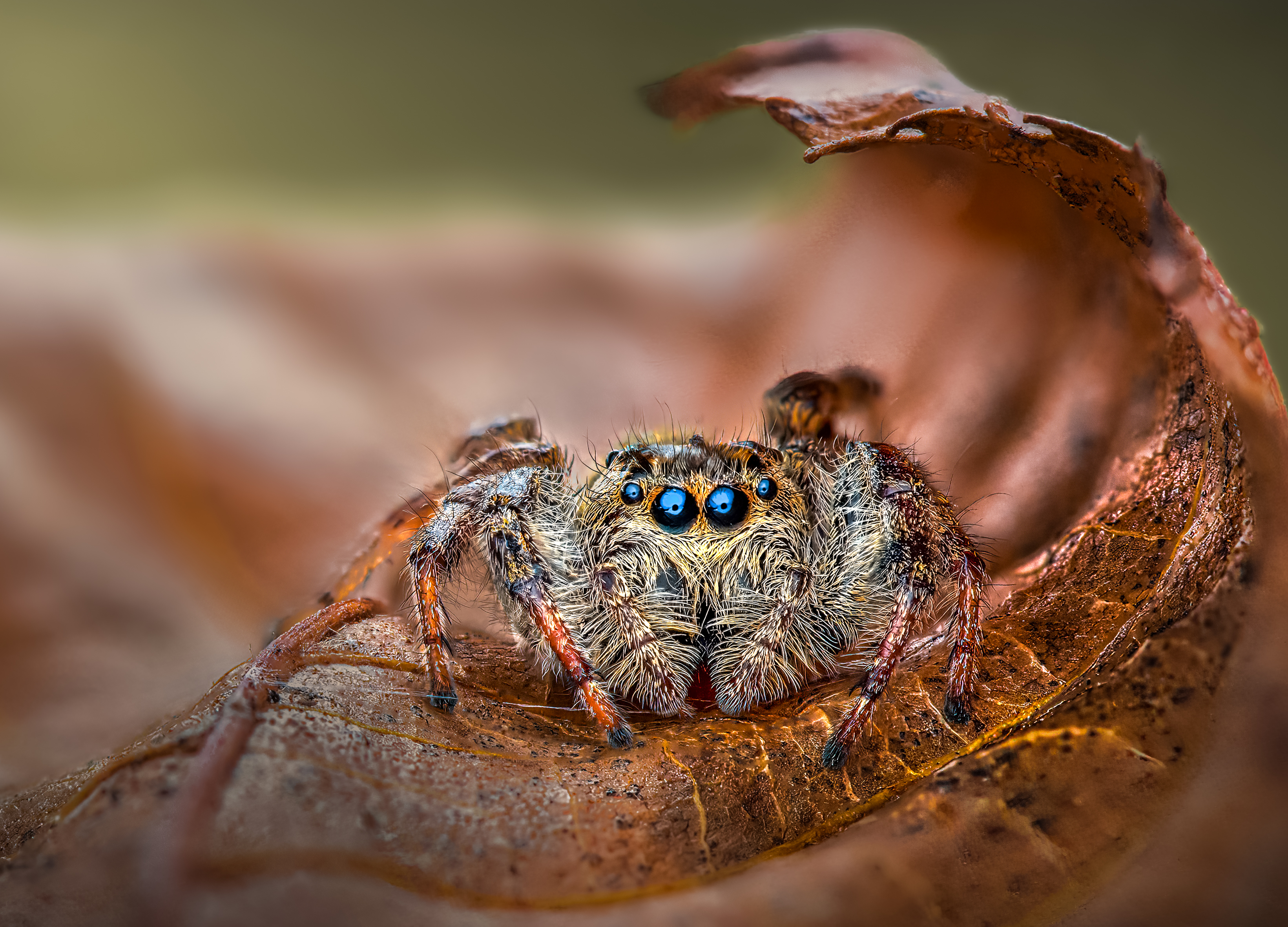 spider, animal, wild, insect, arachnid, leaf, macro,, Atul Saluja