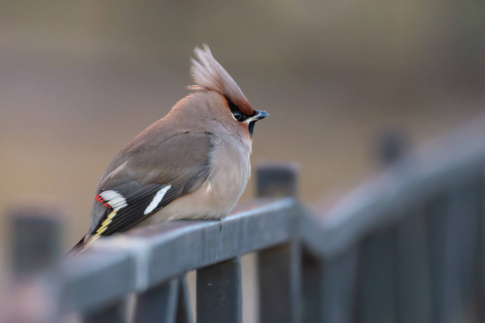 свиристель, птицы, Ruslan Pl