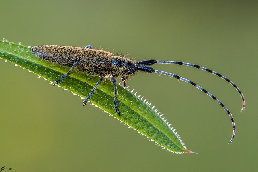 Insect, Macro, Makro, Nature, Mariusz Oparski