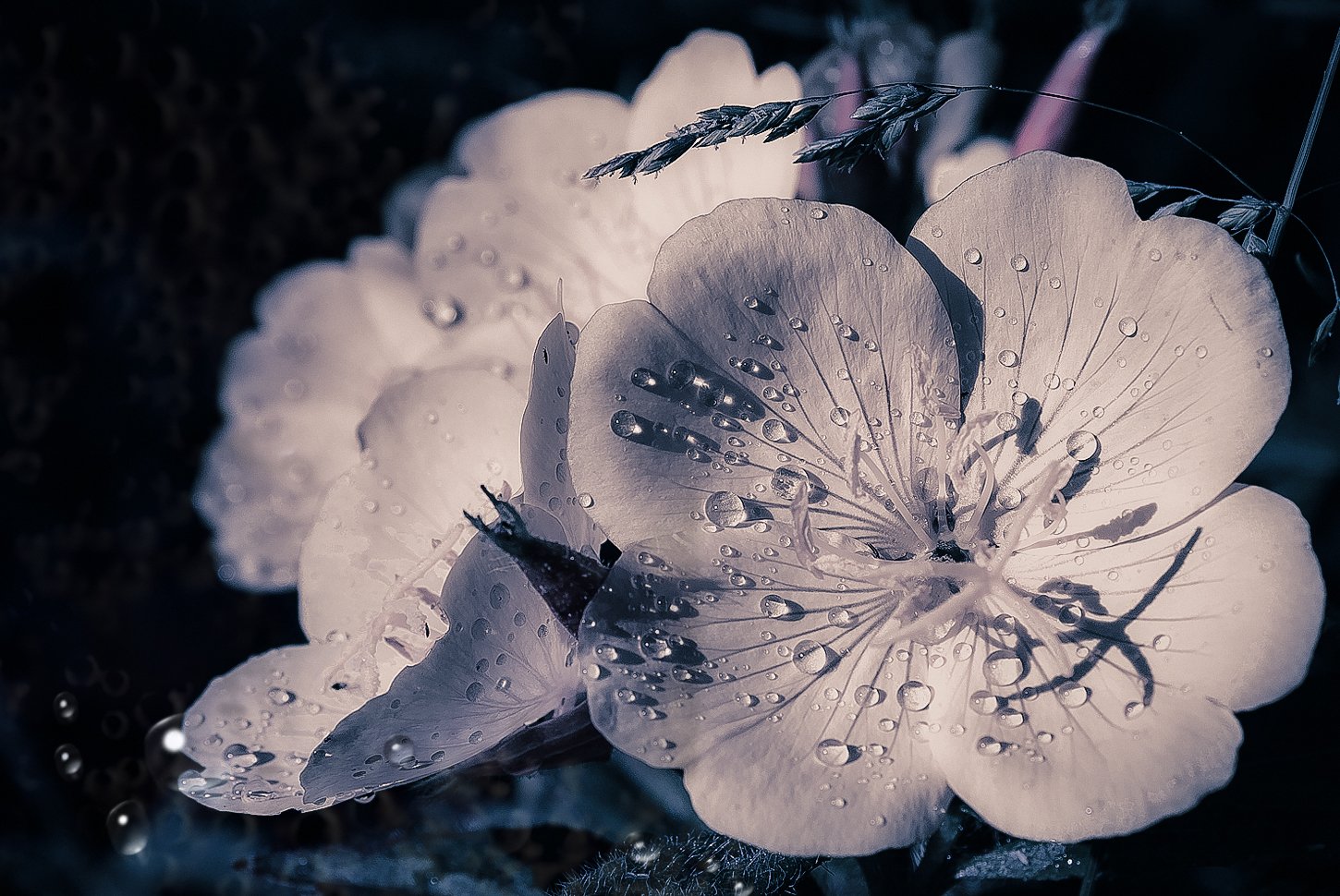 цветок белый,капли воды,, Nataliorion