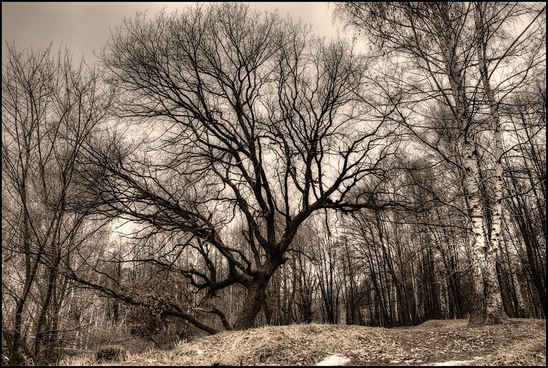 деревья, пасмурно, весна, Константин Дмитриев