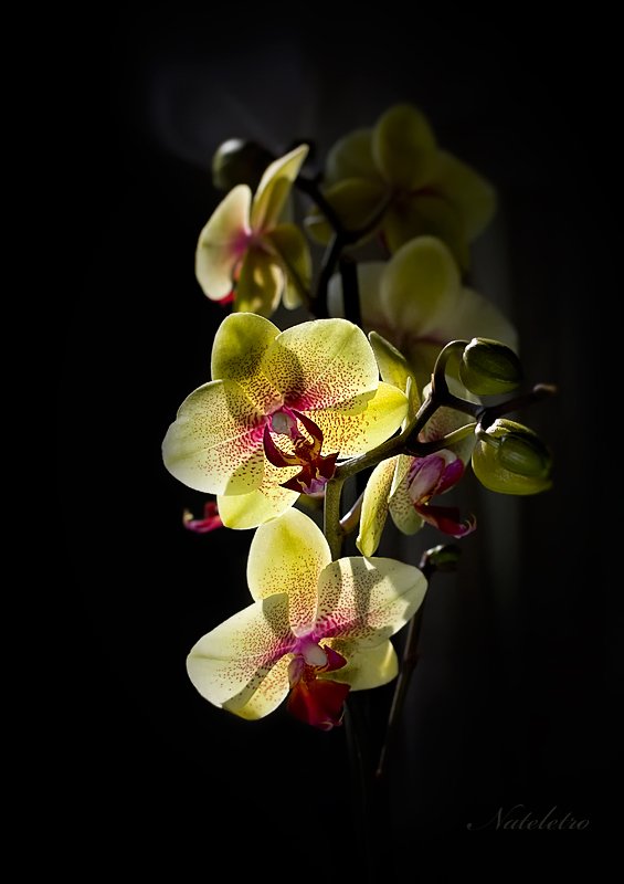 орхидея, Nateletro
