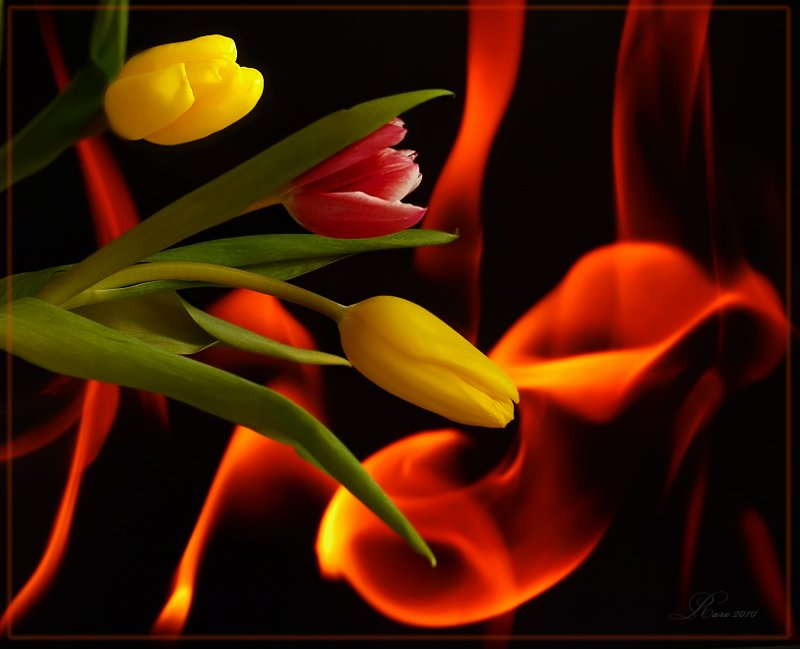 тюльпаны, огонь, Раиса Rare