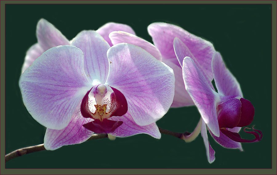 орхидея, Солодухин Виктор