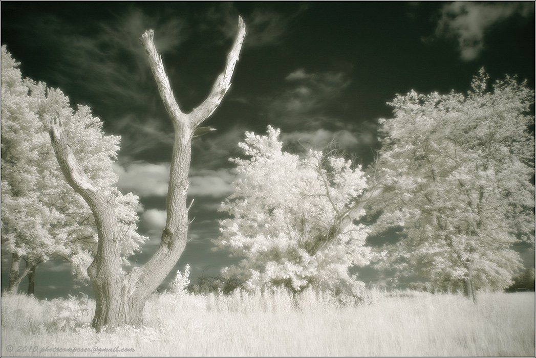 портрет, pilgrim, инфракрасный, infrared, Pilgrim