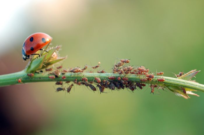 божья коровка, coccinella septempunctata, тля, mikedrebet