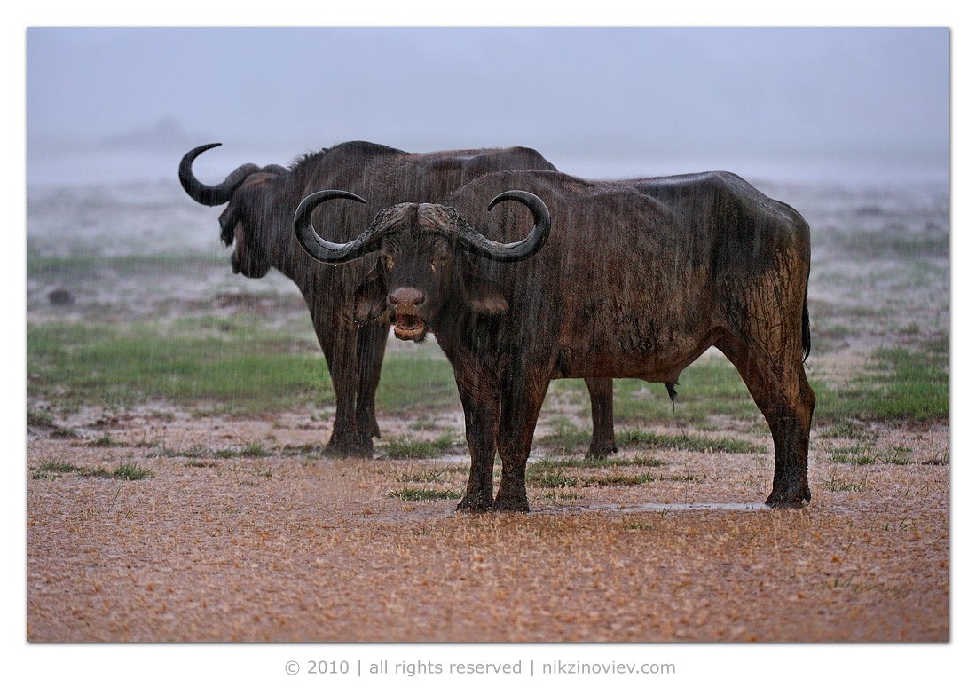 африка, амбосели, ливень, буйволы, дикие животные, Николай Зиновьев