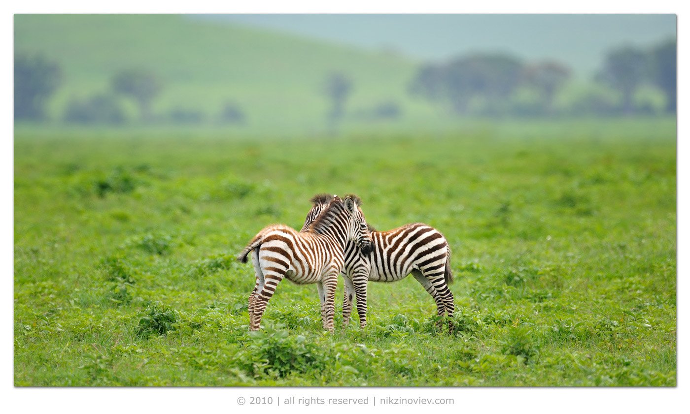 африка зебра животные нгоронгоро танзания, Николай Зиновьев