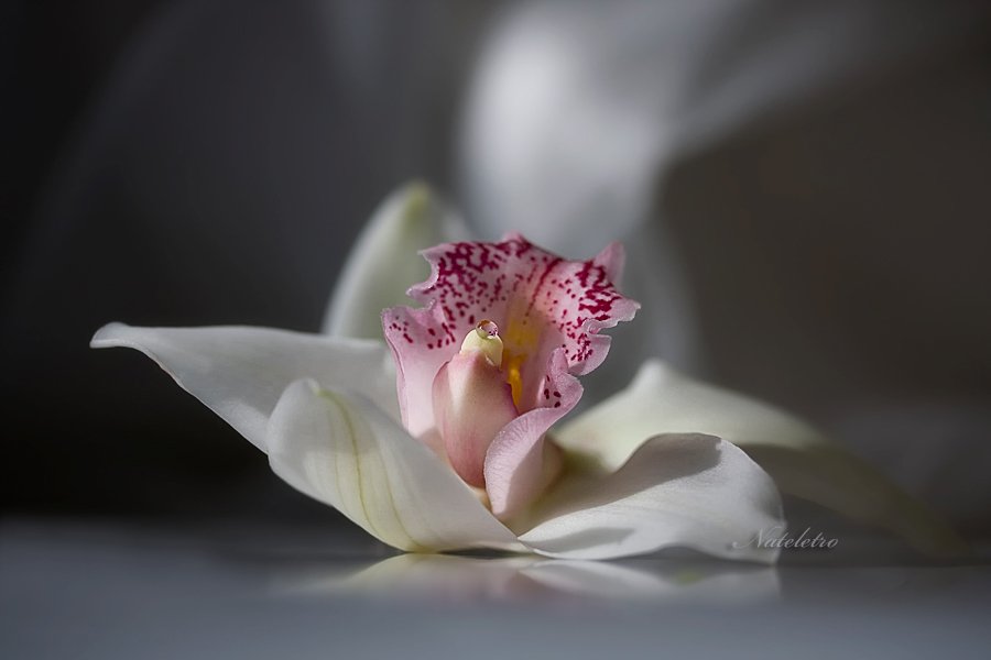орхидея, Nateletro