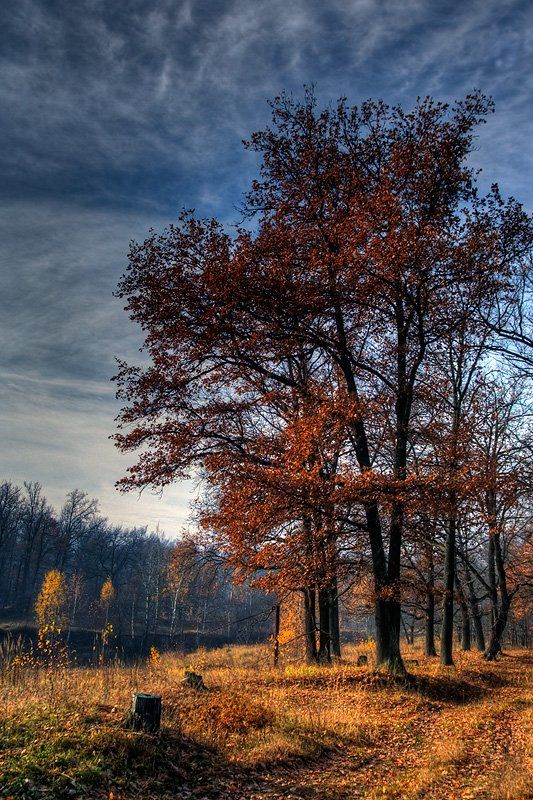 пейзаж, осень, дубовая роща, Адясов Алексей