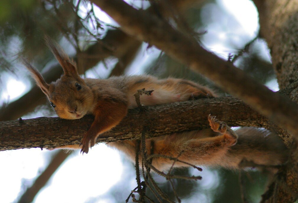 squirrel, pine, animal, [Tycho]