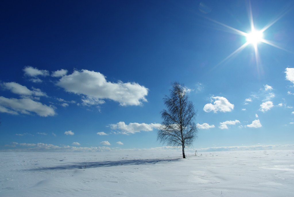 зима, дерево, солнце, sergeevsv