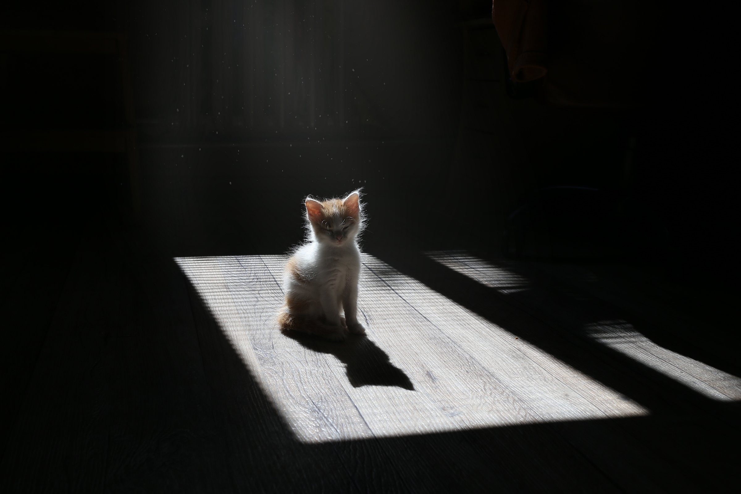 котенок, свет, тень, Инна Сухова