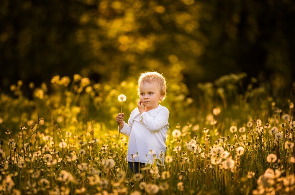 dandelions, dandelion, child , portrait, people, poland, nature, Milosz_G