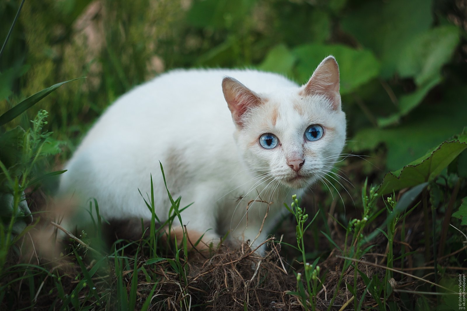 кошка, трава, вечер, деревня, чупино, Владимир Ушаков