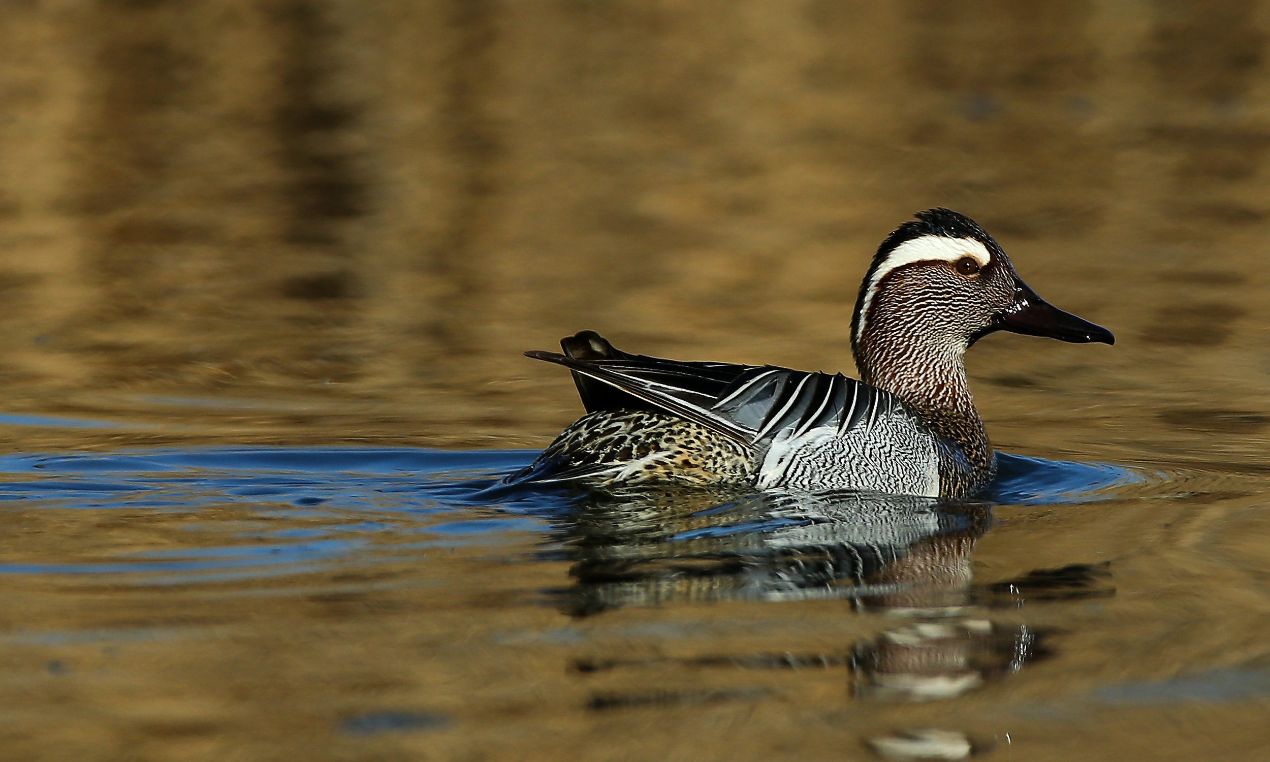 #bird, #birds, #fauna, #nature, #wildlife, #природа, #птицы, #Ростовская обл., #фауна, #чирок трескунок, Константин Слободчук