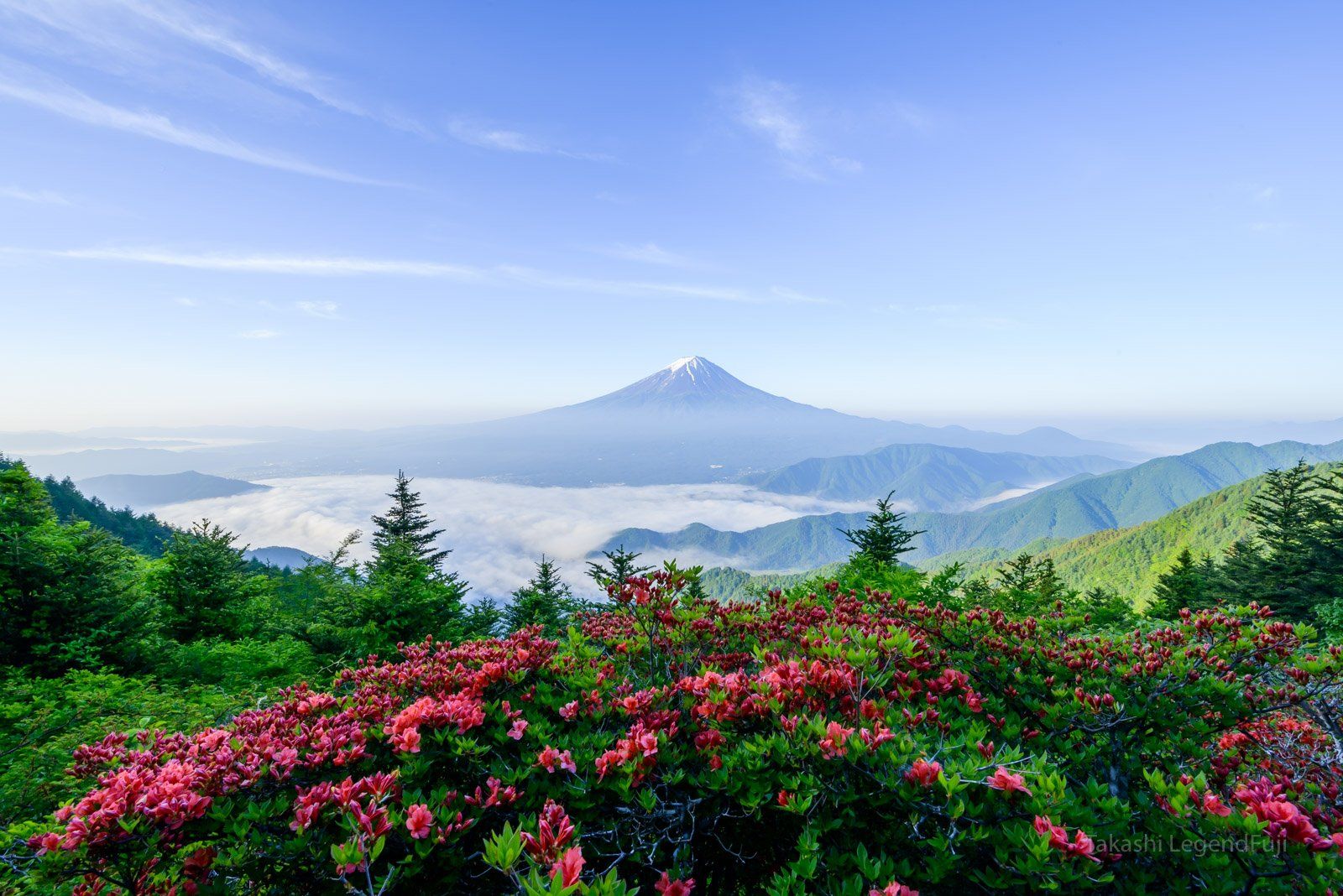 fuji,mountain,japan,azalea,red,green,blue,sea of cloud,cloud,tree,lake,spring,flower, Takashi