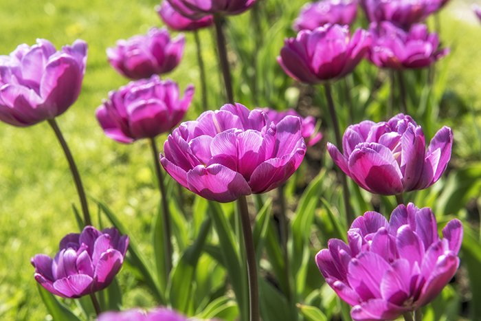 Весна, Природа, Тюльпаны, Svetlana Tkachenko