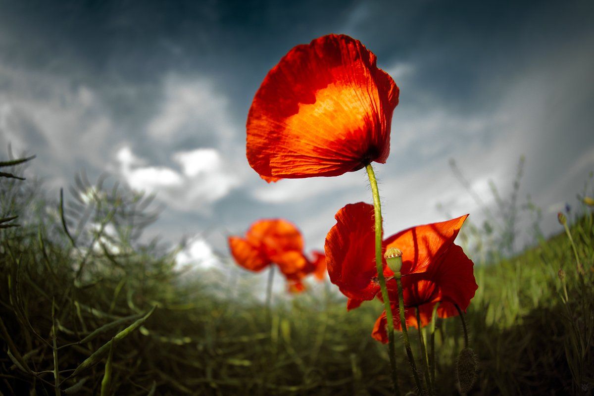 poppy, flower, sky,мак, Wojciech Grzanka