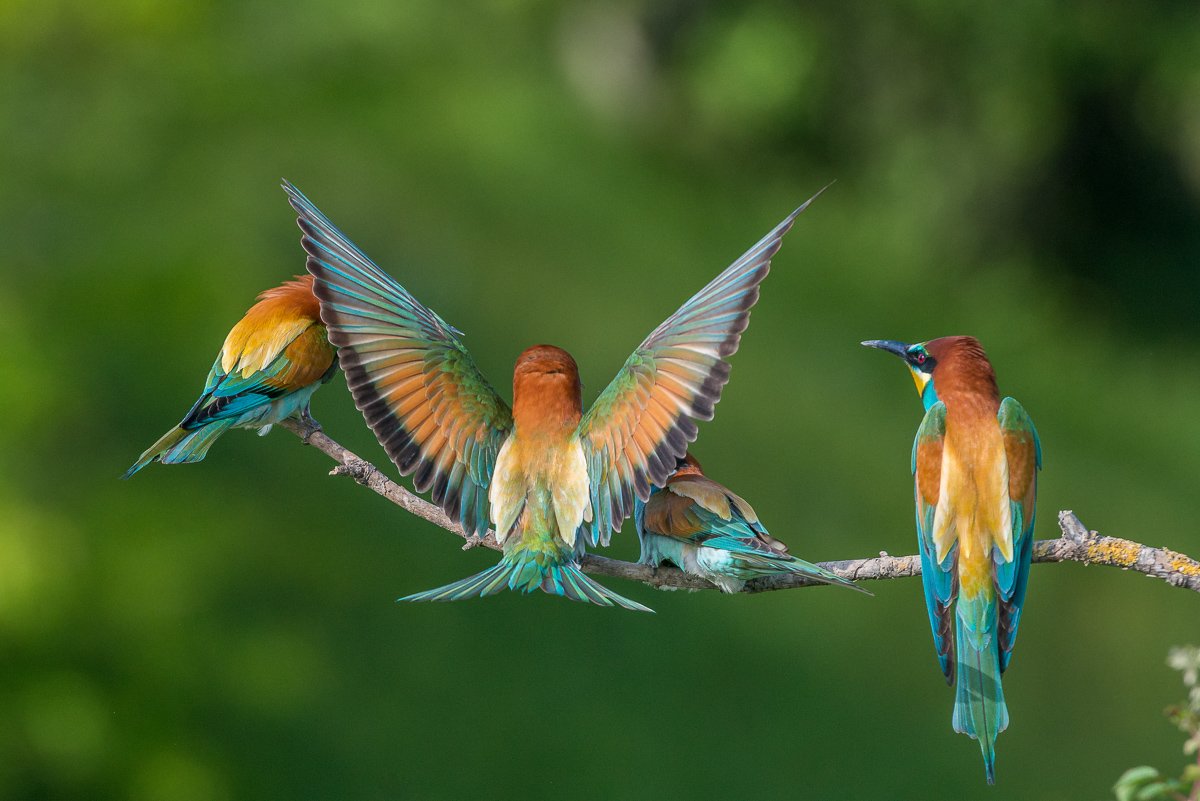 european bee-eater, aves, birds, merops apiaster, dominik chrzanowski wildlife photography, Dominik Chrzanowski