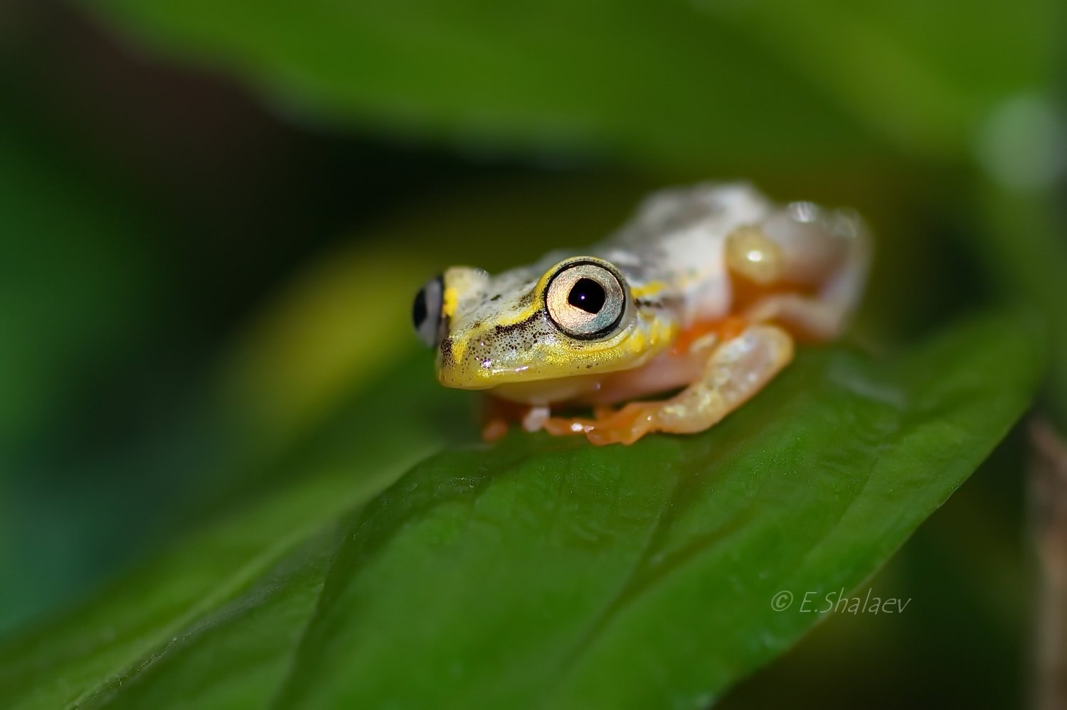Frog, Heterixalus madagascariensis, Амфибии, Лягушка, Мадагаскарская прыгунья, Евгений