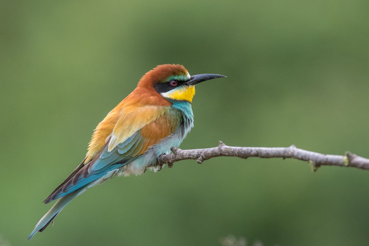 european bee-eater, aves, birds, merops apiaster, dominik chrzanowski wildlife photography, Dominik Chrzanowski