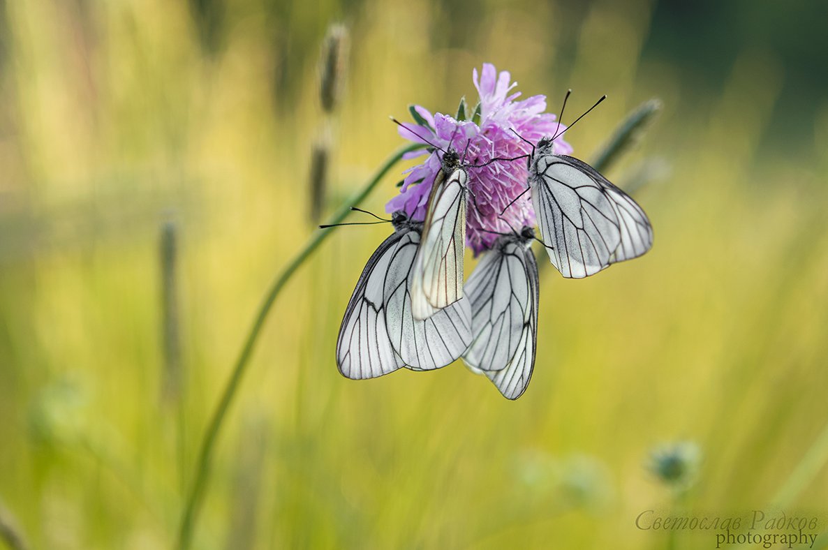 Macro insect, Дикая природа, Макро, Пеперуди, Svetoslav Radkov