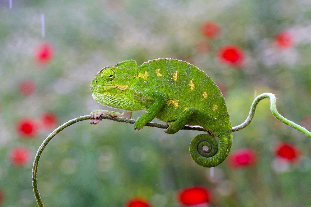 nature chameleon spring, mehmet