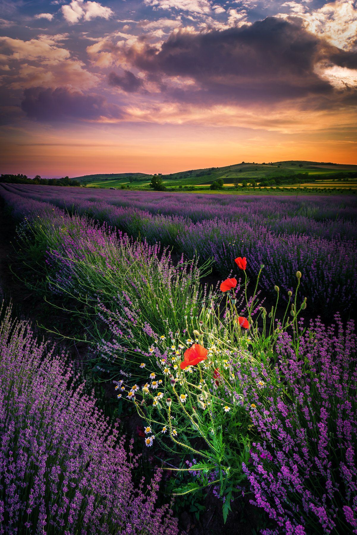 sunset, lavender, flowers, poppy,clouds, landscape,field, Jeni Madjarova