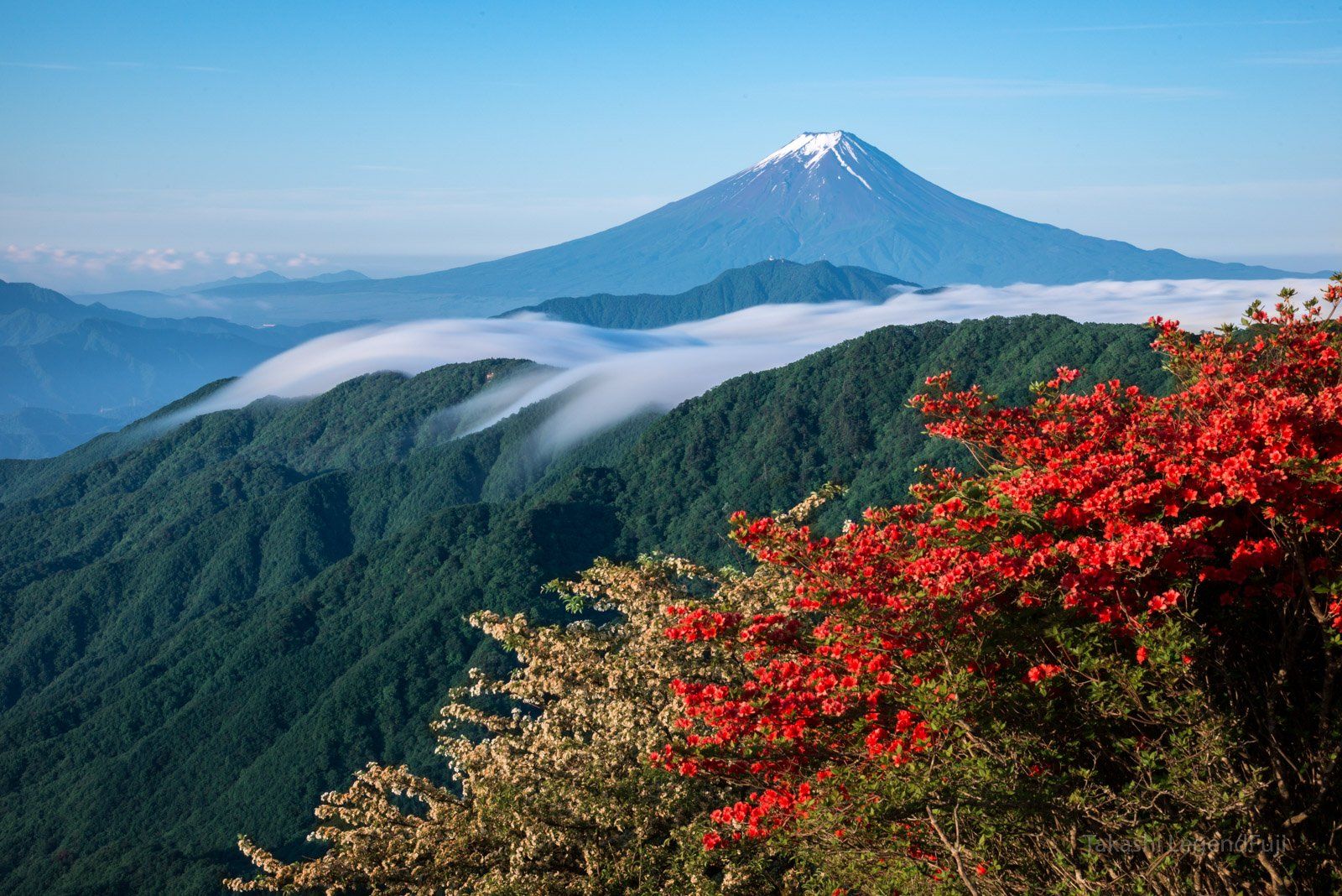 Fuji,mountain,Japan,azalea,flower,cloud,blue,red,white,, Takashi