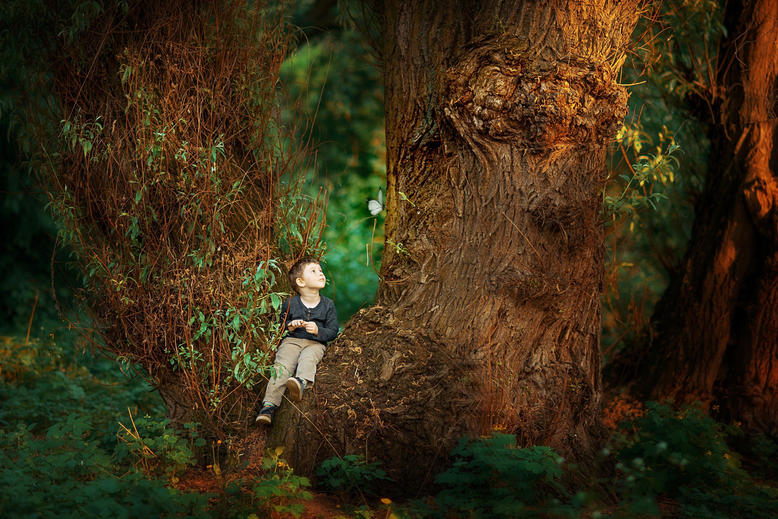 мальчик лес бабочка дерево сказка, Юлия Таратынова