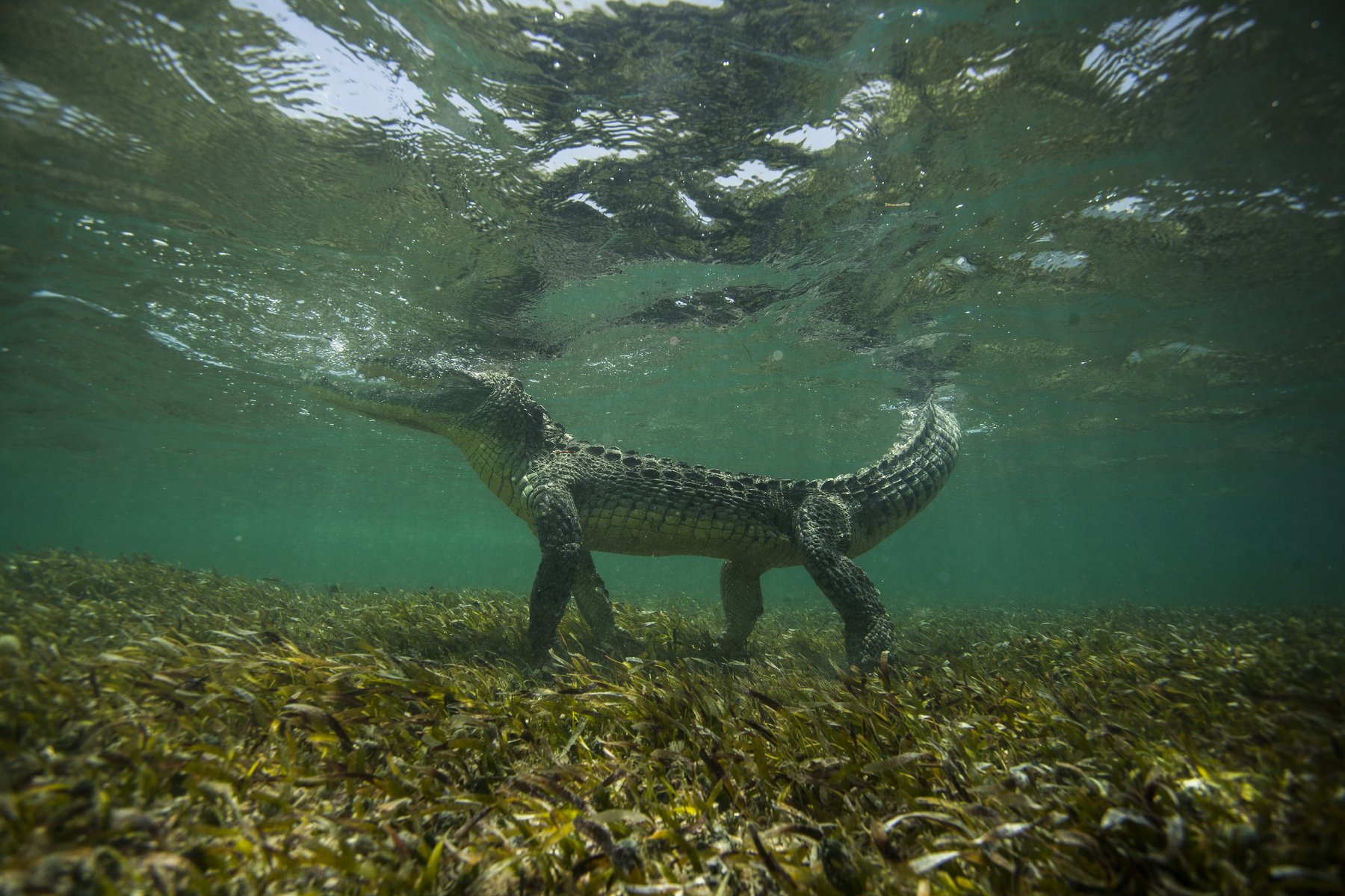 Крокодил, Мексика, Карибское море, Mike Korostelev