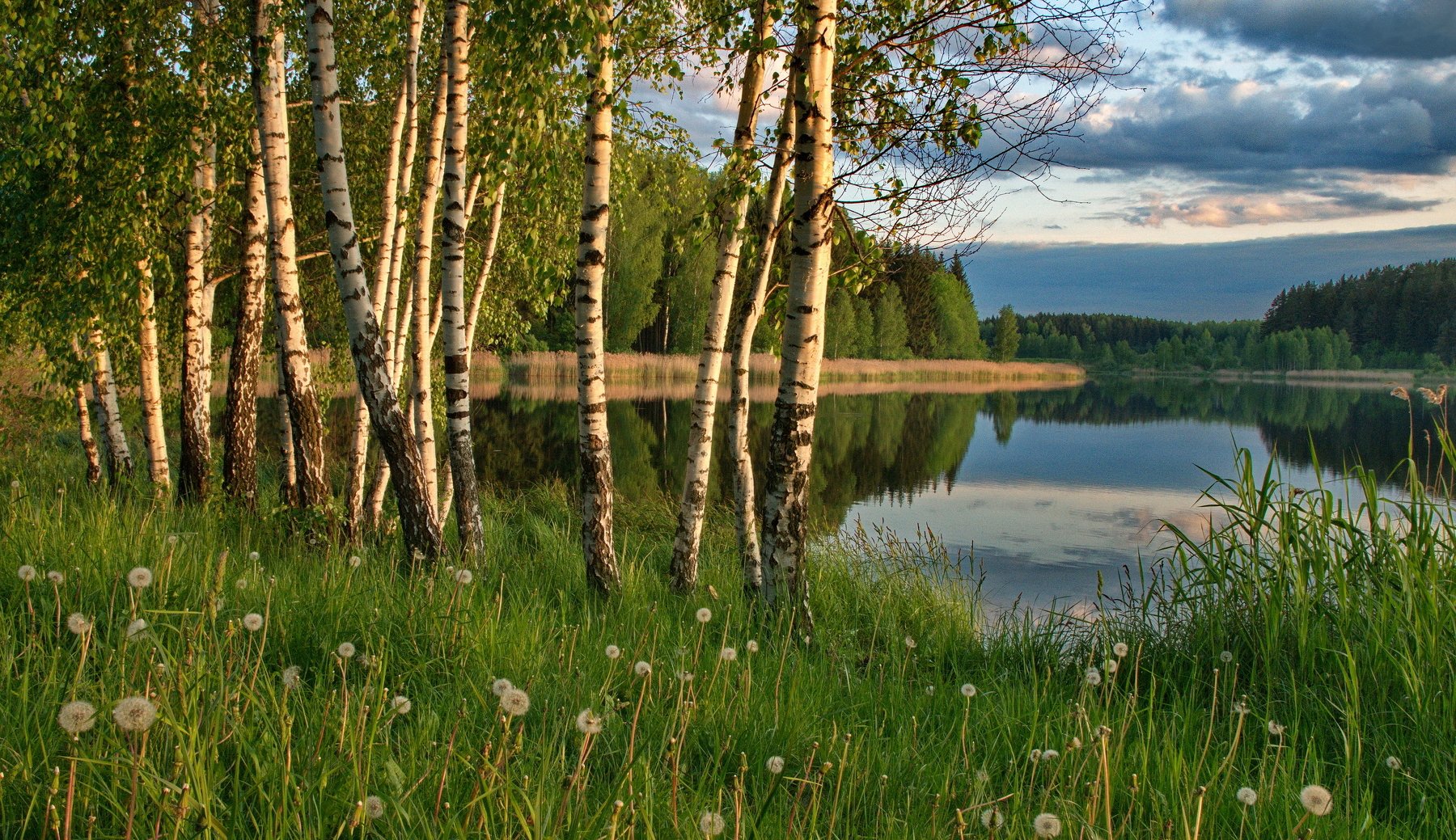 Березы у реки в Сибири