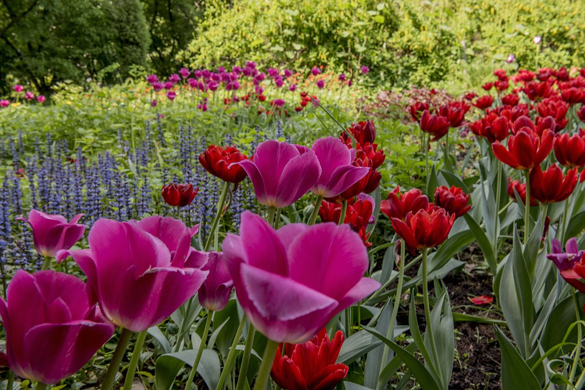 Весна, Парк, Природа, Тюльпаны, Цветы, Svetlana Tkachenko