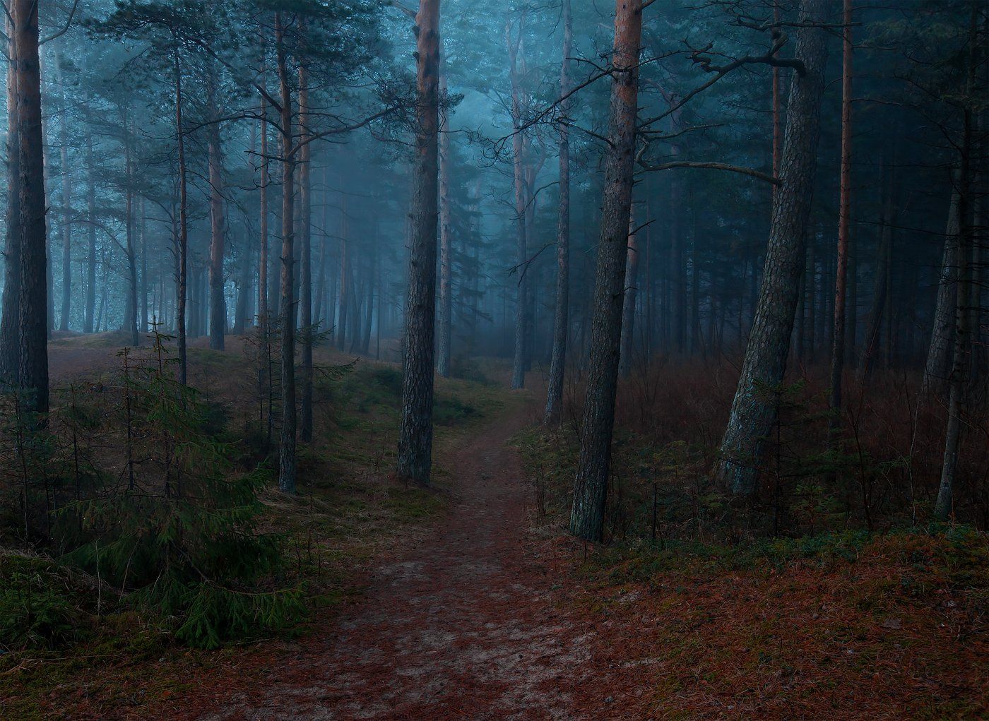 атмосфера, ключенков, лес, пейзаж, туман, эстония, Kljuchenkow Aleksandr
