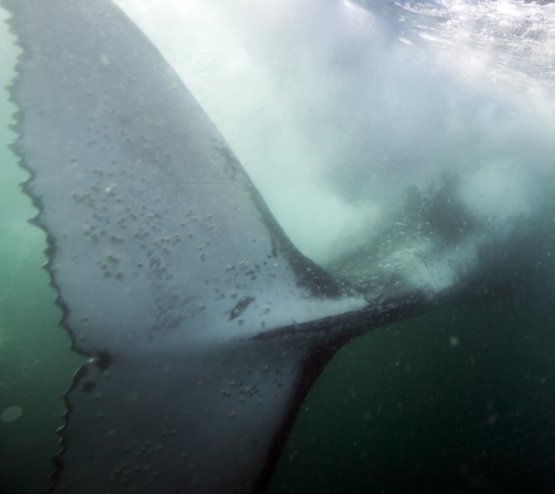 Горбатый кит, хвост, Mike Korostelev