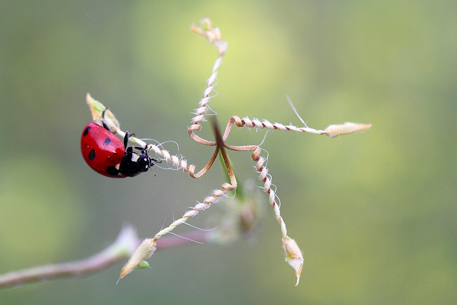 nature ladybug macro , mehmet
