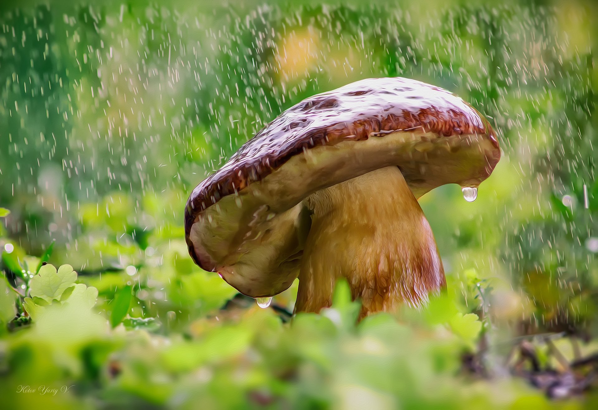 гриб,дождь,вода, свет, трава, Юрий Котов