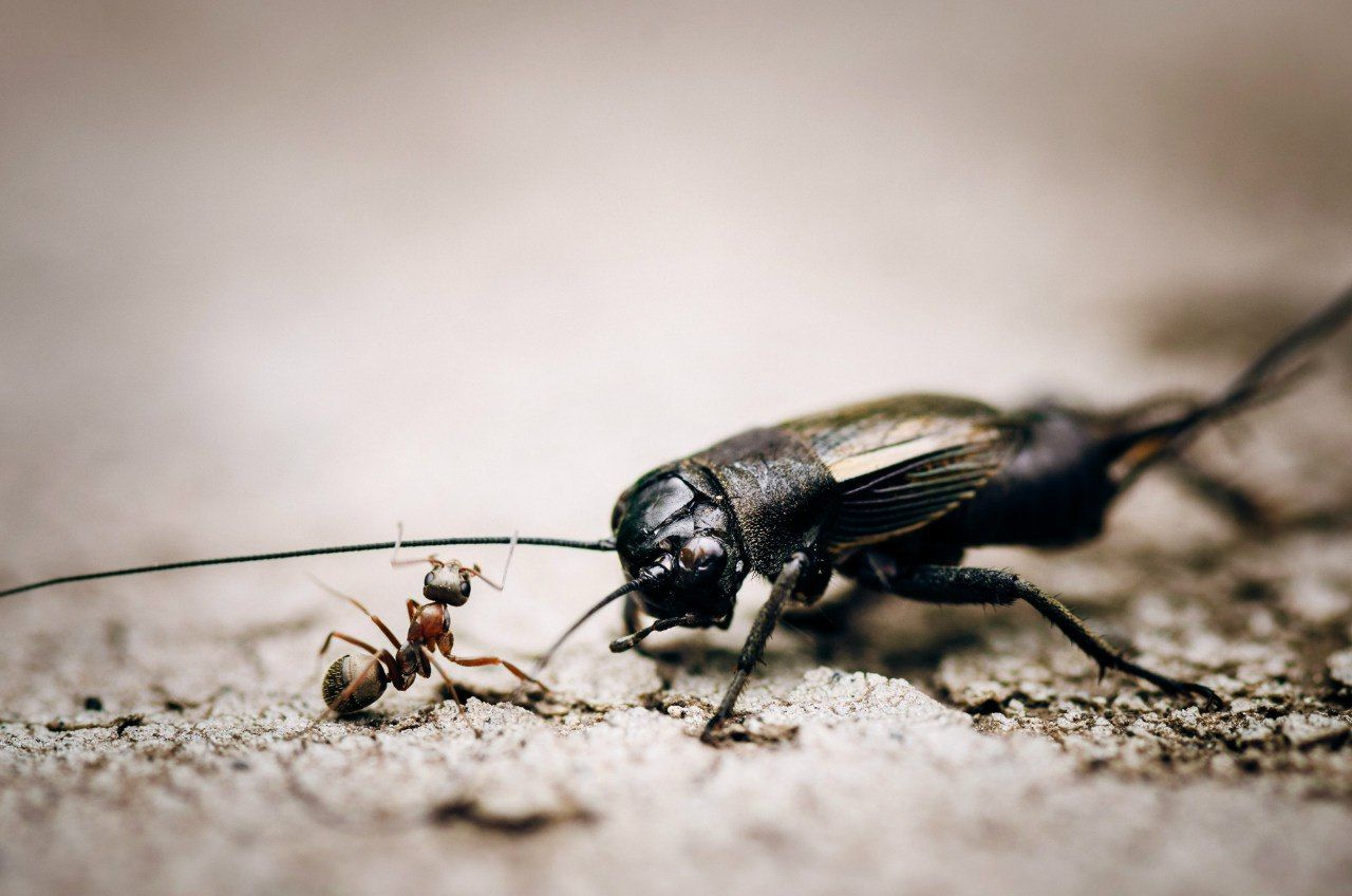 Bugs, Color, Life, Nature, Жук, Муравей, Андрей Лободин