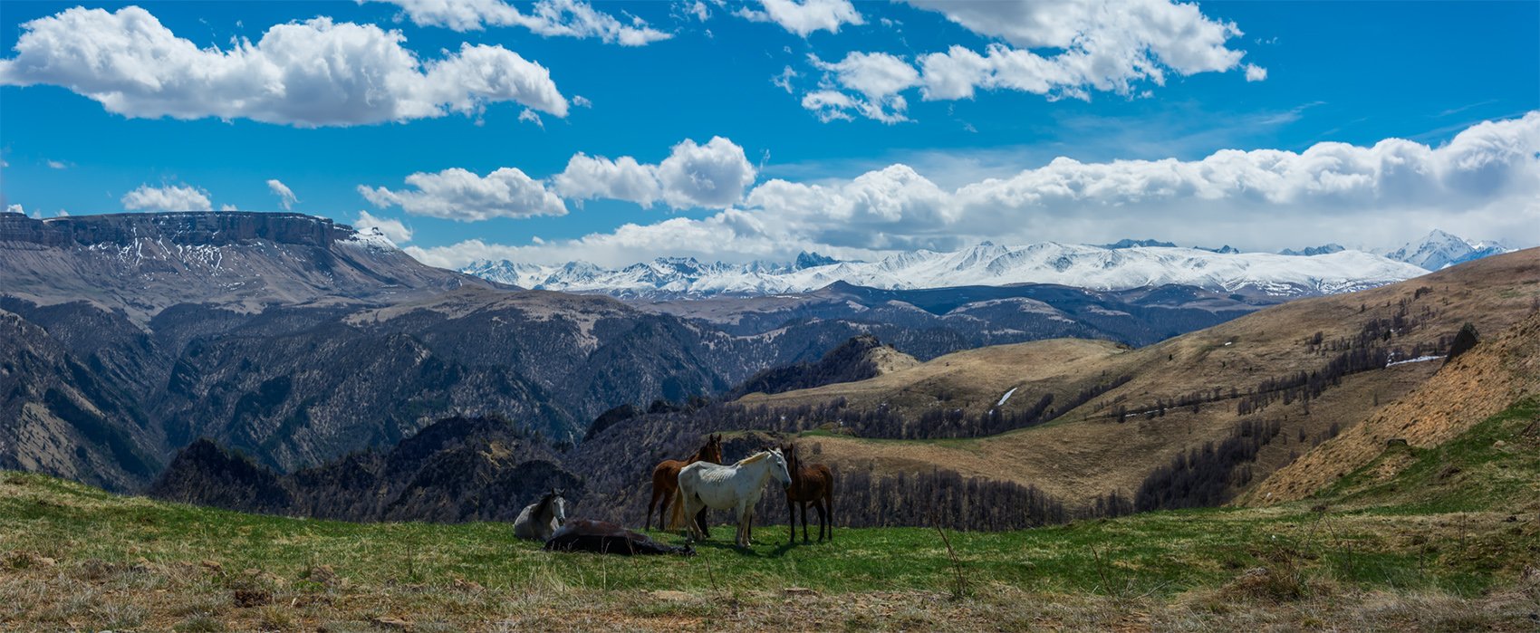 горы, животные, кавказ, лошади, панорама, пейзаж, природа, северный кавказ, Альберт Беляев