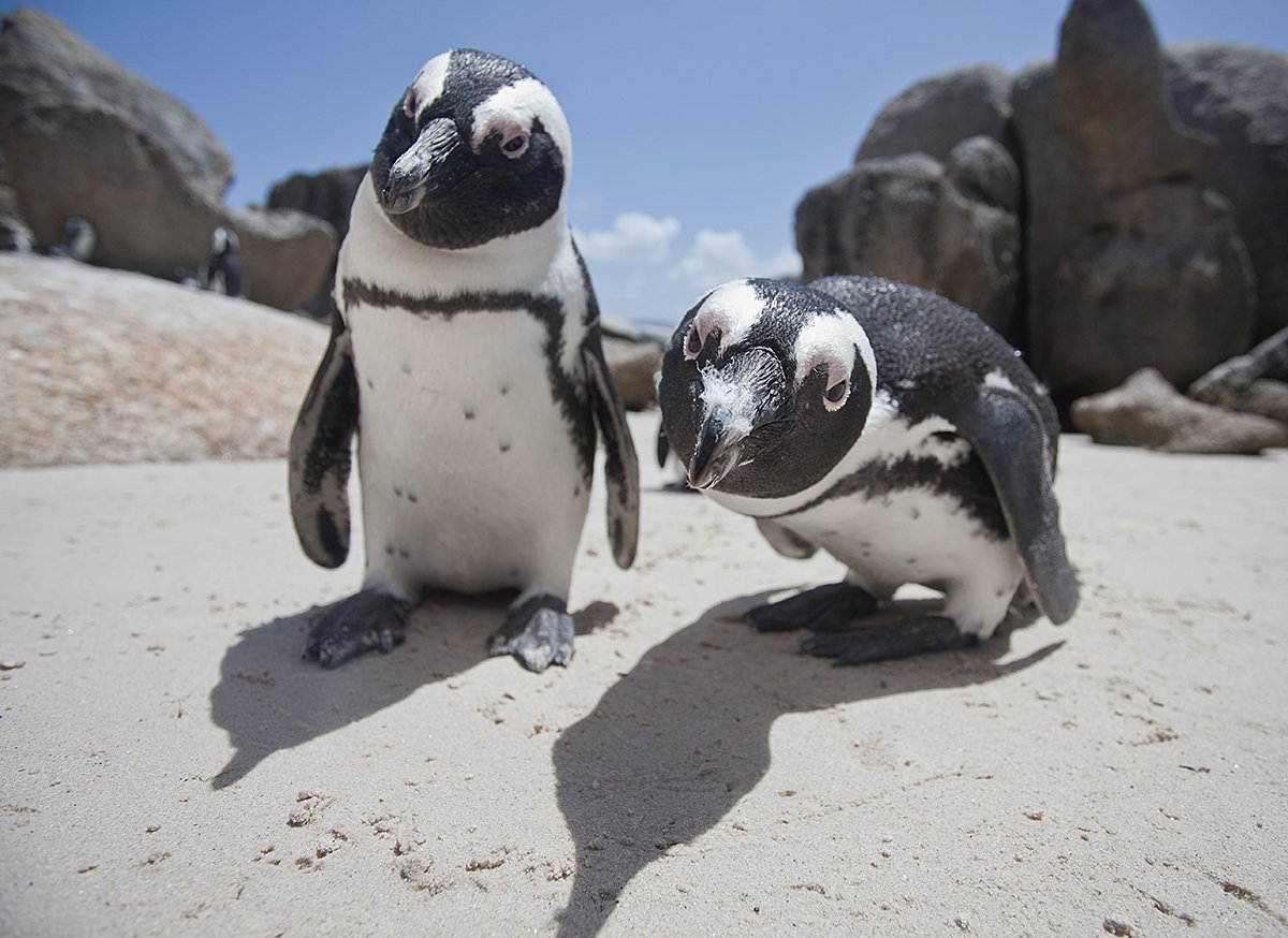 Пингвины, ЮАР, Mike Korostelev