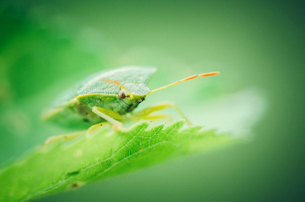 Bugs, Color, Forest, Green, Life, Light, Nature, Андрей Лободин