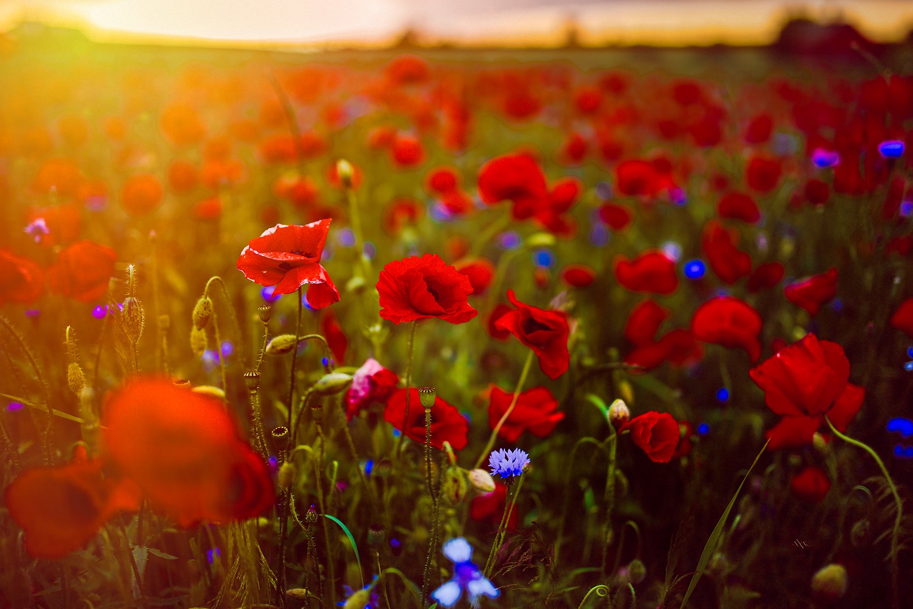 Colors, Landscape, Lithuania, Poppy, Sunset, Руслан Болгов (Axe)