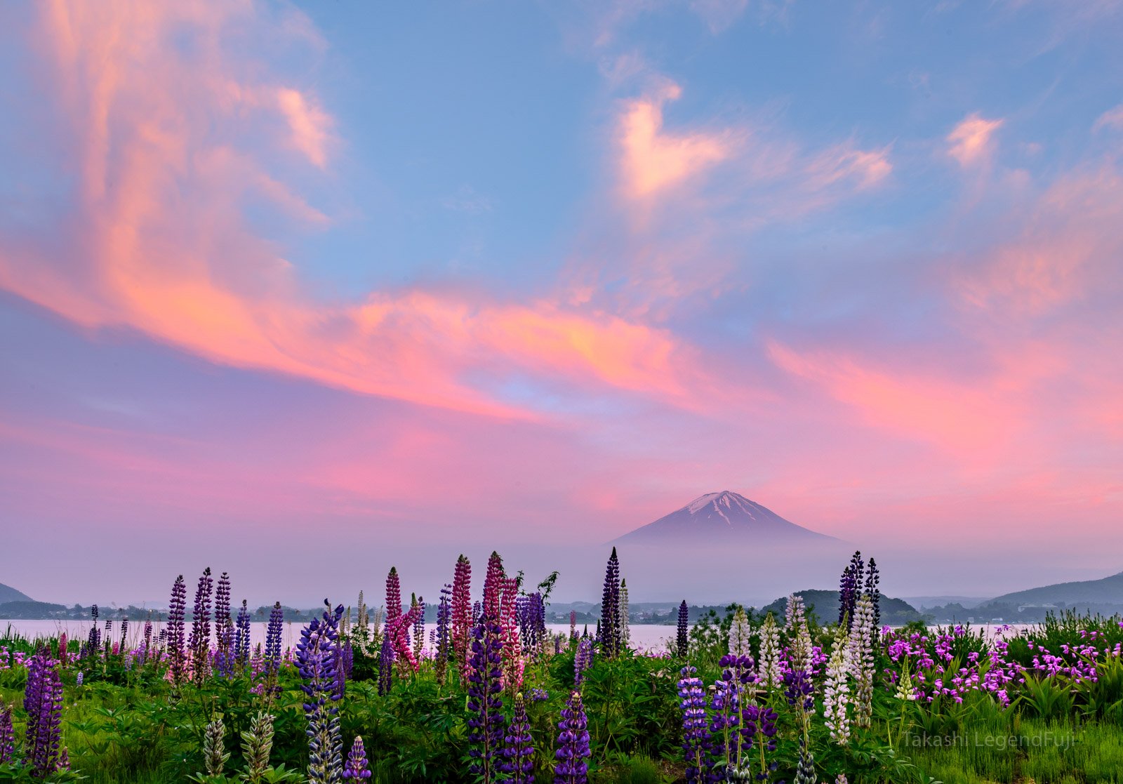 Fuji,mountain,Japan,lupine,flower,cloud,red,pink,blue,day,flower,beautiful,landscape, Takashi