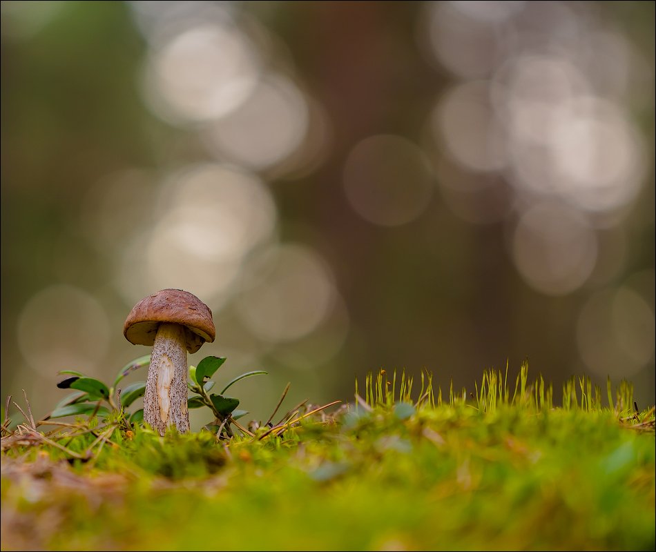 грибная пора. картинки грибная пора в лесу. игра грибная пора. осень – пора грибная. грибная пора предложение.