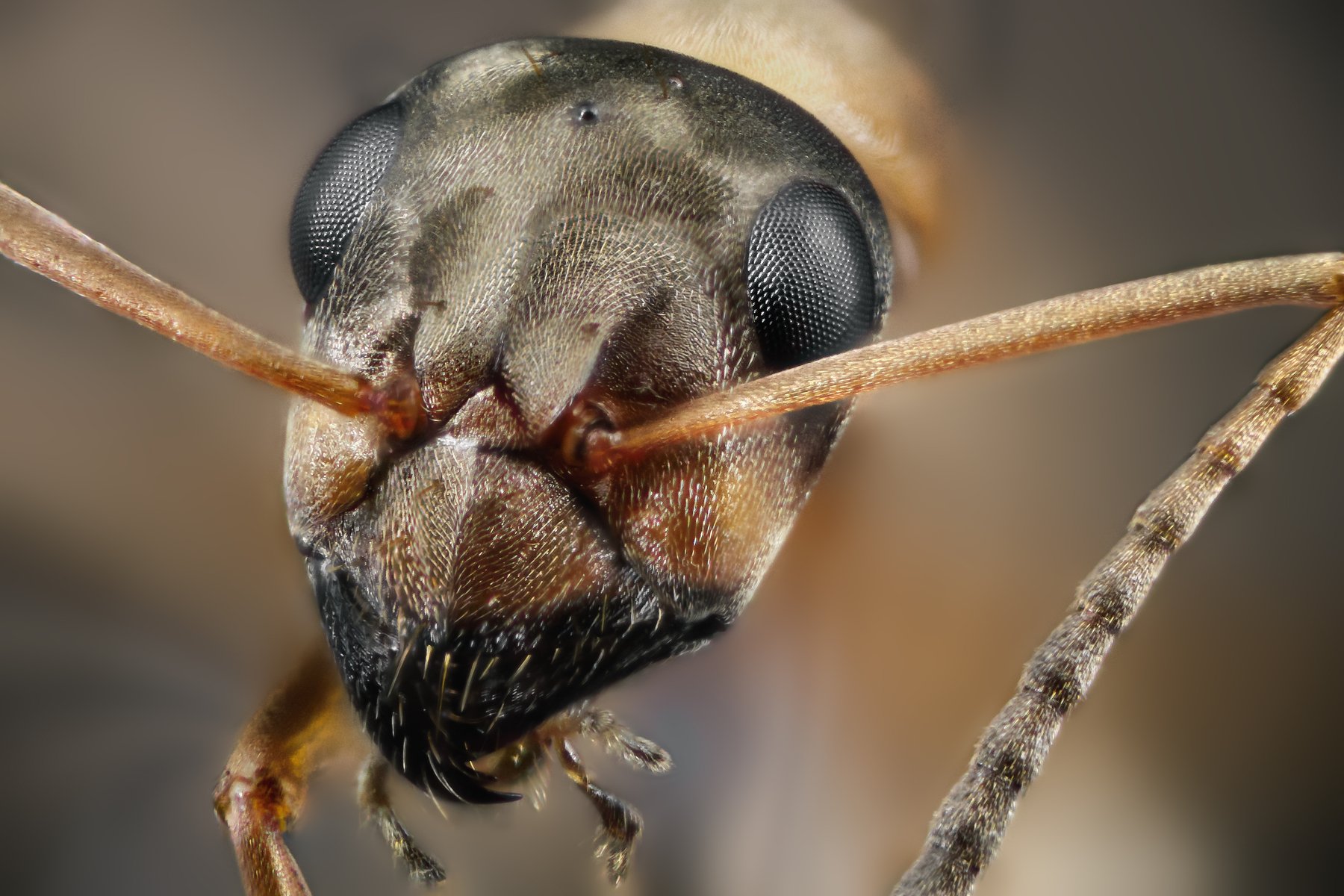 ant macro wild insect small micro nikon, ნიკოლოზ მესხი