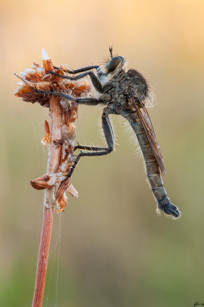 Insect, Macro, Makro, Nature, Wildlife, Mariusz Oparski