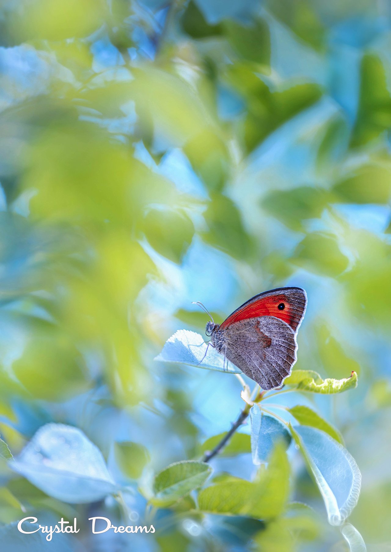 butterfly, color, crystal deams, nature, Татьяна Крылова